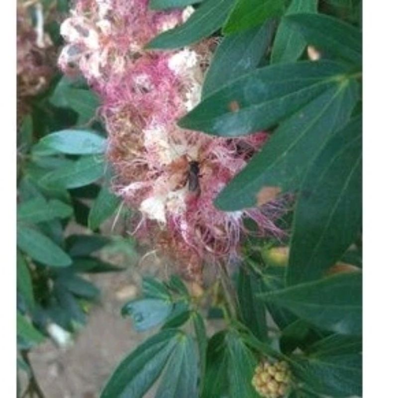 KALIANDRA SURINAMENSIS / KALIANDRA SURINAME