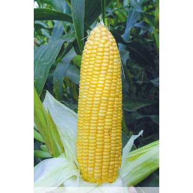 Cap Panah Merah - Benih Jagung Manis Bonanza F1 Isi 1800 Biji