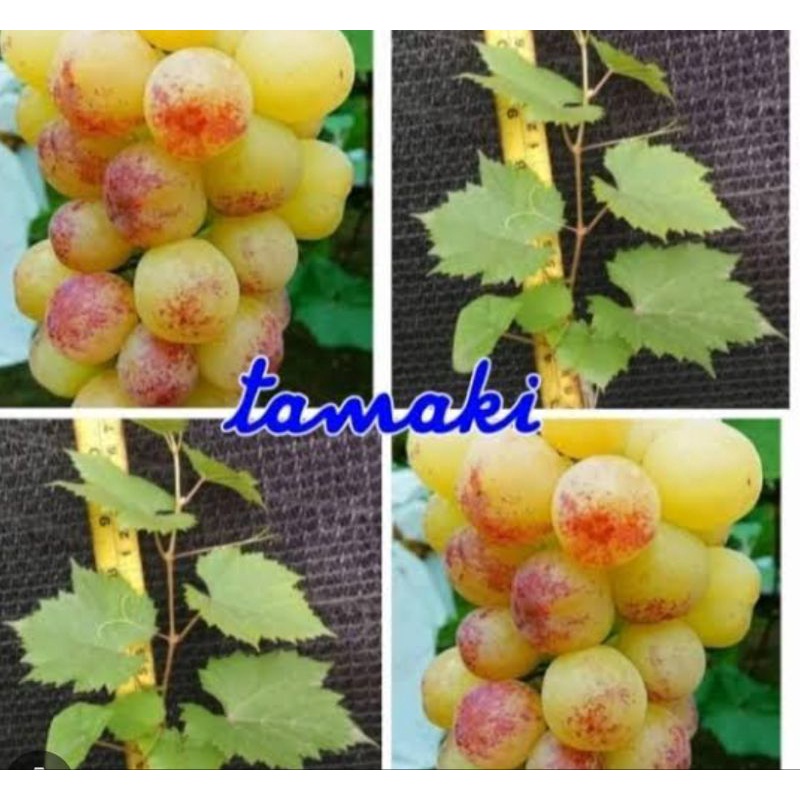 

Bibit Anggur Tamaki Valid (hasil graftting)