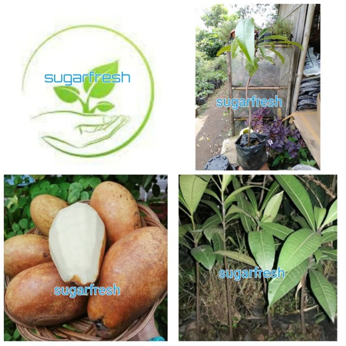 READY bibit tanaman buah Kemang/pohon buah kemang