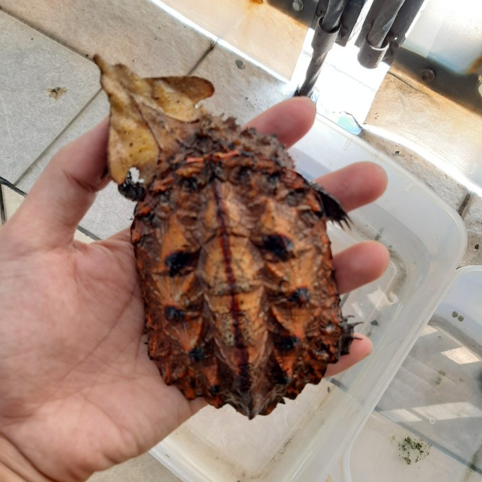 Promo Kura Kura Mata Mata Turtle Peruvian 11Cm Collector Item