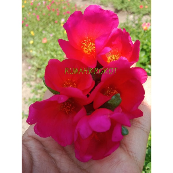 bunga krokot import duna cerry red mossrose portulaca sutrabombai bunga pukul sembilan