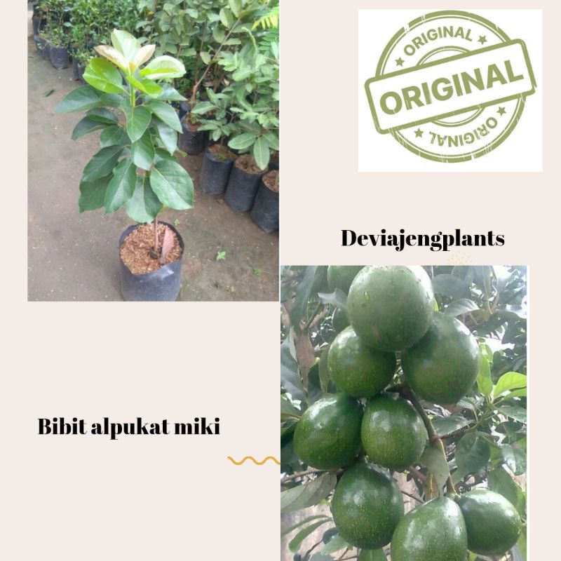 bibit buah alpukat miki original