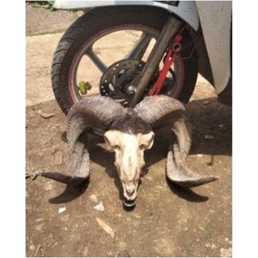 [COD] Tanduk Domba Garut Bahan Kerajinan Tanduk Domba Terbaru