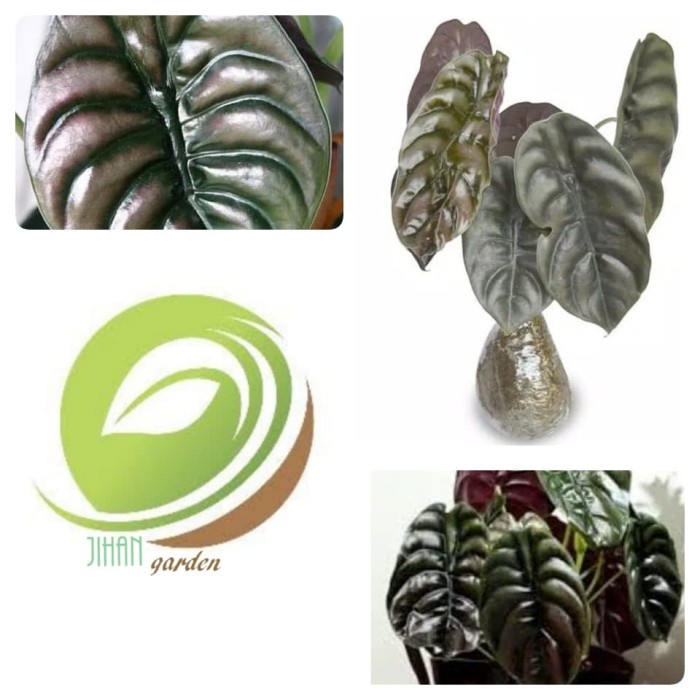 [COD] Bibit Tanaman Hias Keladi Tengkorak/Daun Keladi Kuping Gajah Hitam Limited