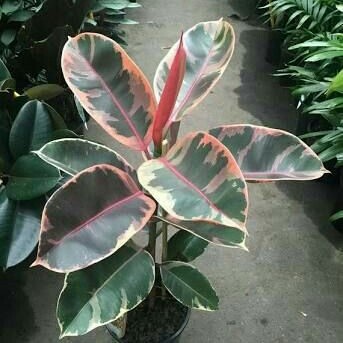 [New Ori] Rubber Plant Ficus Elastica Variegata Berkualitas