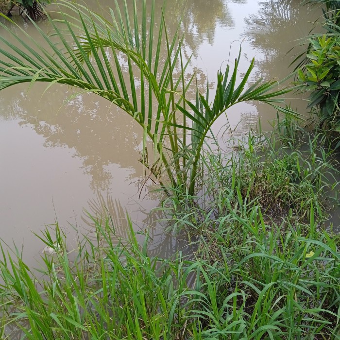 READY Bibit Tanaman Pohon Nipah Buah Dahon Tinggi,150cm/Pohon