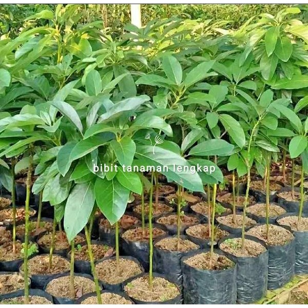 READY bibit tanaman buah alpukat hass australia asli cepat berbuah