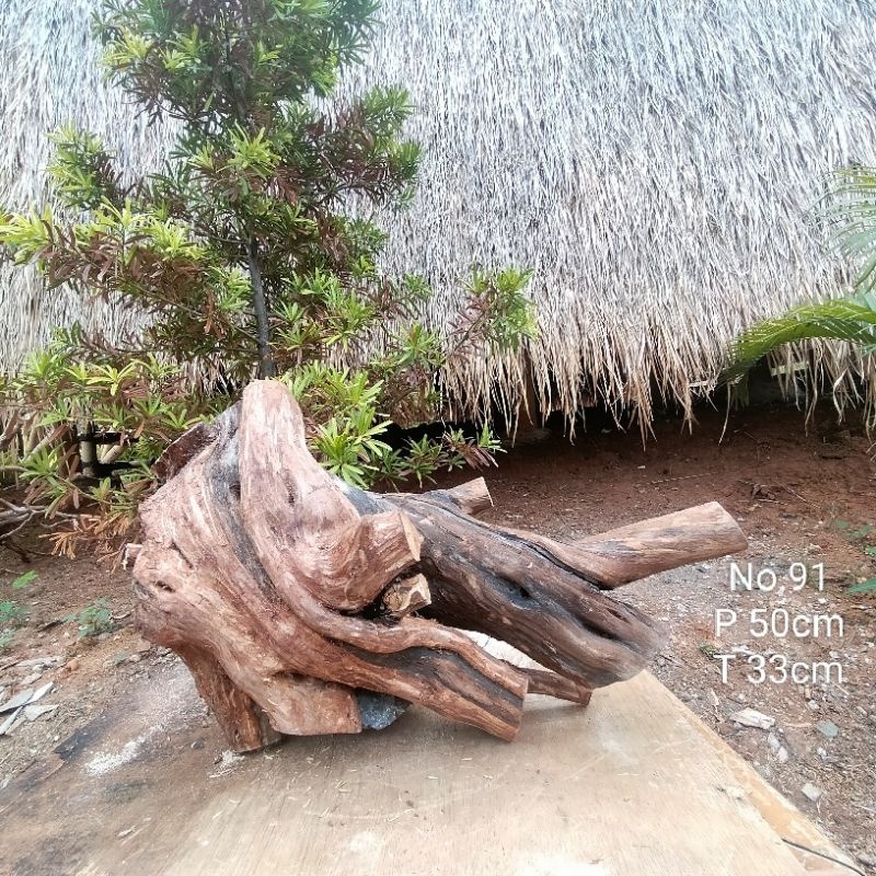 Bonggol Akar Santigi Laut Dekorasi Aquascape Akuarium 91