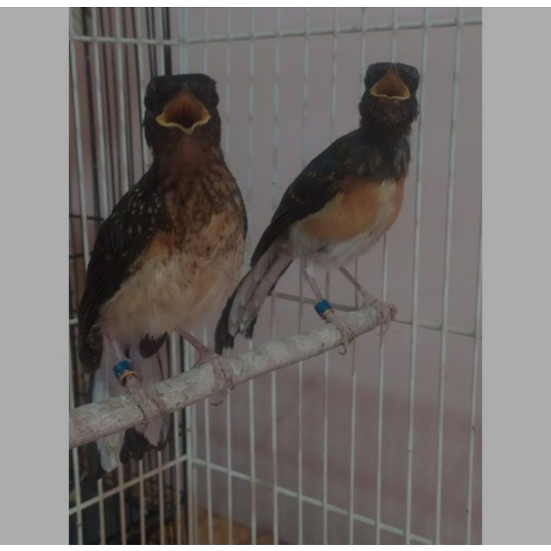 Murai Medan Trotol Sepasang Trah prestasi ekor panjang #GratisOngkirPulauJawa