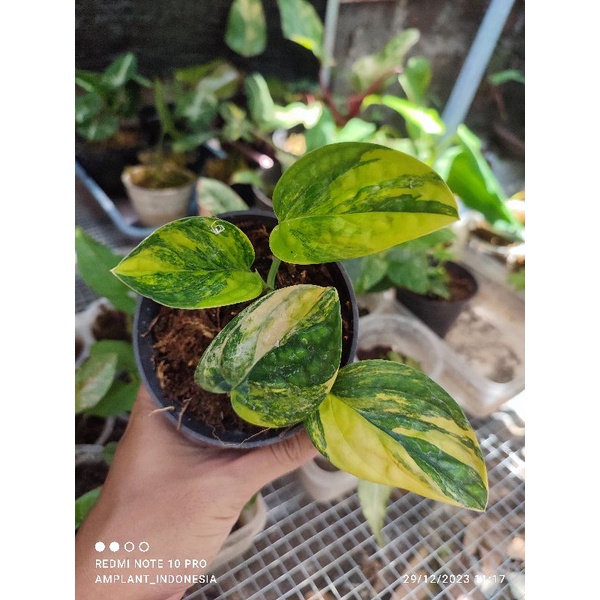 Monstera karstenianum Varigata 3-4daun