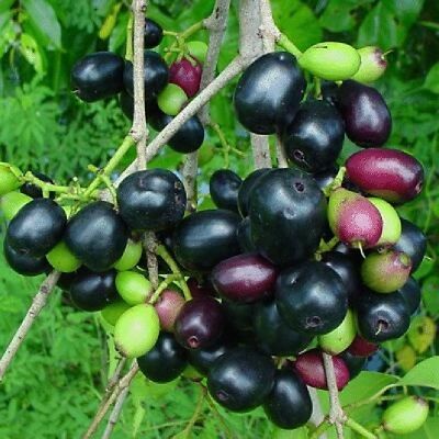 Bibit Benih Buah Duwet (5 Gram)