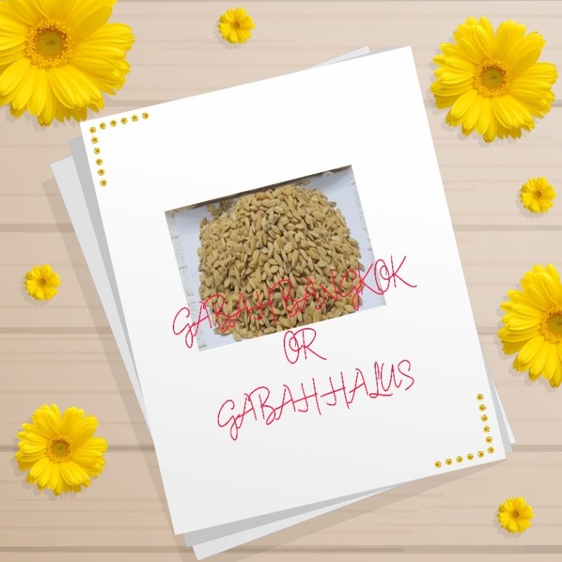 gabah bangkok gabah halus 600gram gabah burung padi gabah bangkok gabah tumbar pakan gabah burung lo