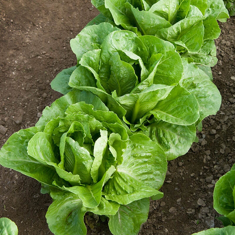 Bibit Benih Selada Romaine Hijau (10 Butir)