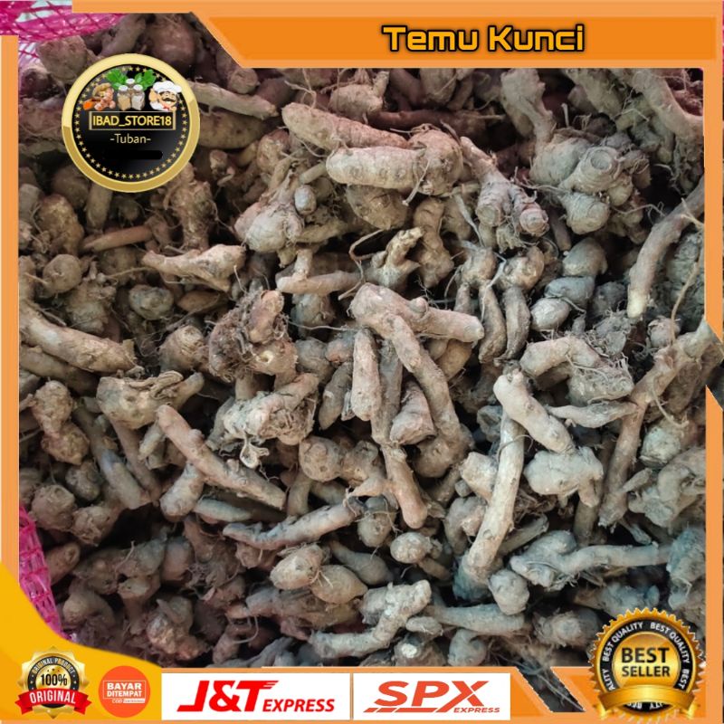 

Temu Kunci Segar 1kg Bumbu Dapur