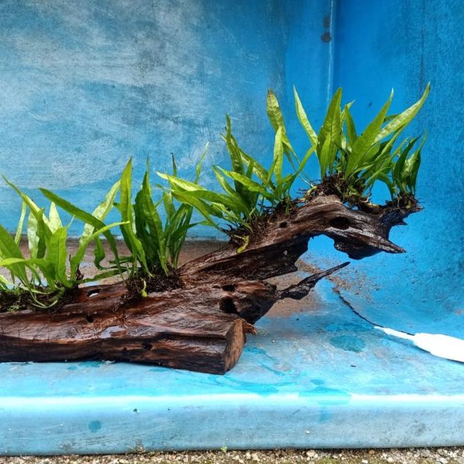 kayu rentek aquascape sudah tenggelam