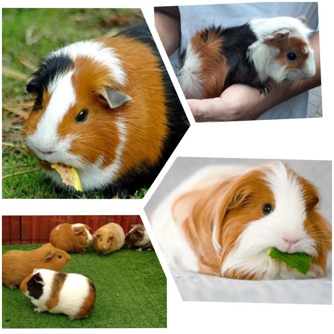 Marmut Hias Guinea Pig