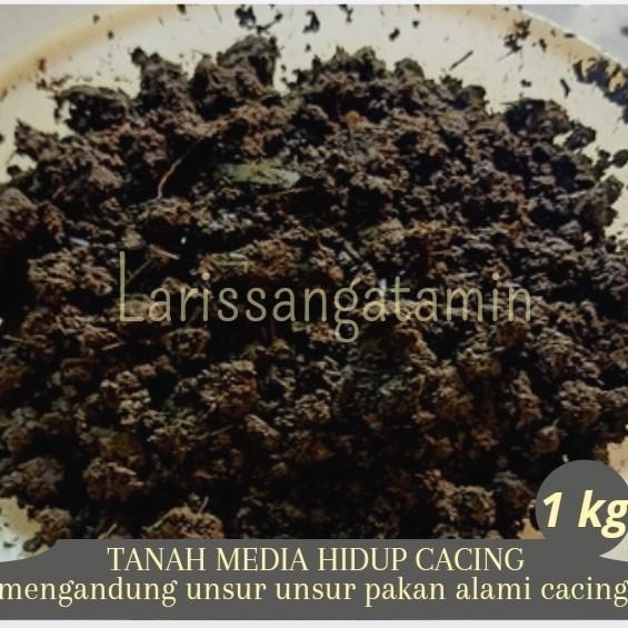 TANAH MEDIA PAKAN BUDIDAYA CACING HIDUP LUMBRICUS ANC TIGER KALUNG DLL Berkualitas