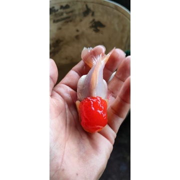 TERLARIS KOKI JAMBUL SIZE INDUKAN BERGARANSI