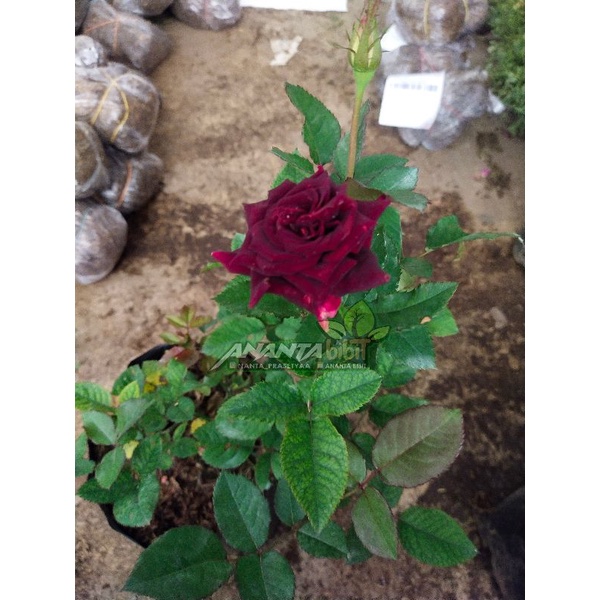 Mawar hitam tanpa duri