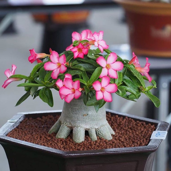 Stek Bibit Bunga Adenium (1 Batang)