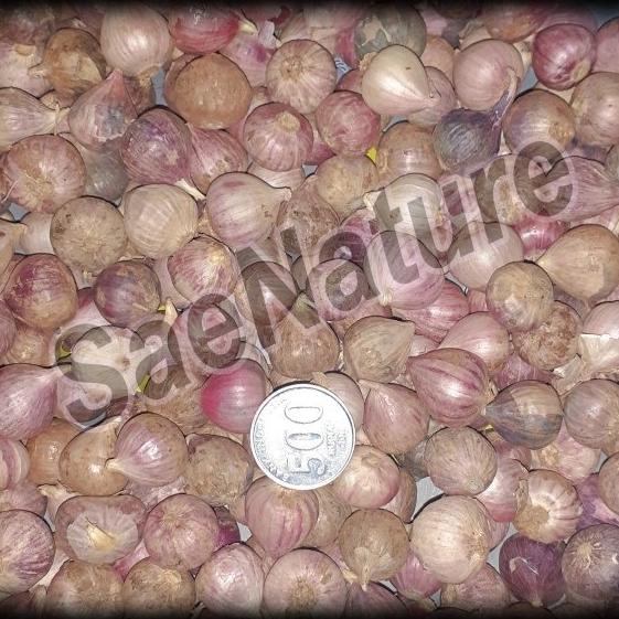 

Bawang Putih Tunggal Bawang Lanang Import