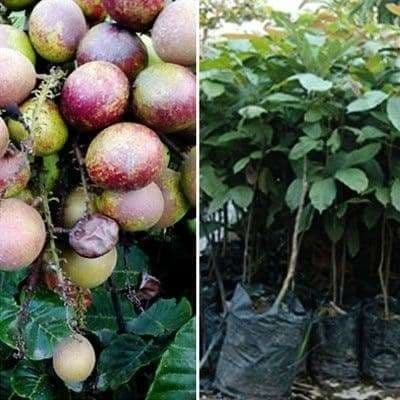 OBBRAALL Bibit Matoa Pohon Matoa Bibit Buah Matoa Tanaman Matoa