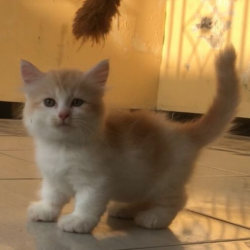 [Ori] Kucing Munchkin Kaki Pendek Cebol Munchkin Berkualitas