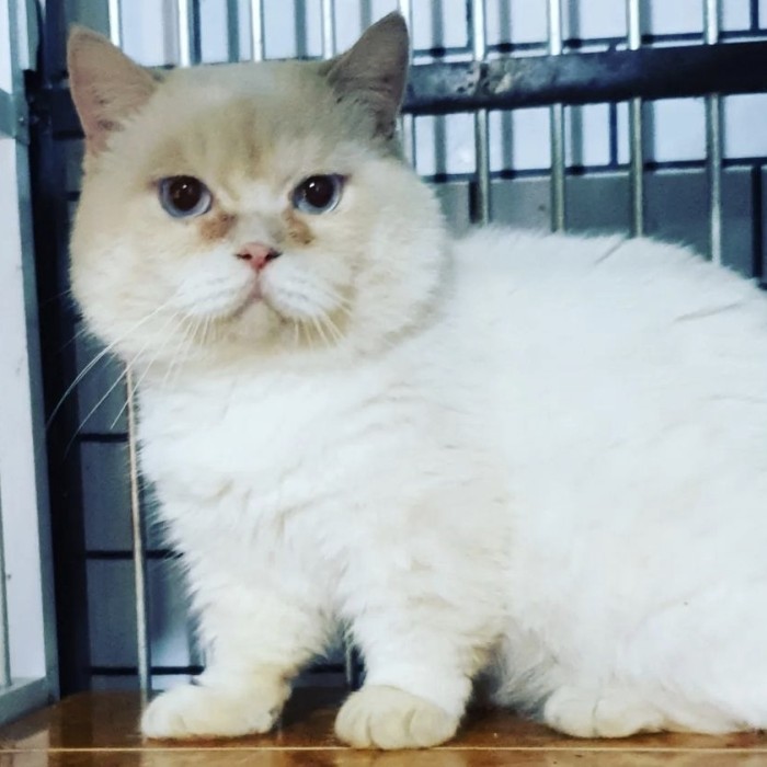 ✅Baru Kucing Munchkin Bsh / British Short Hair / Kaki Pendek / Cebol Limited