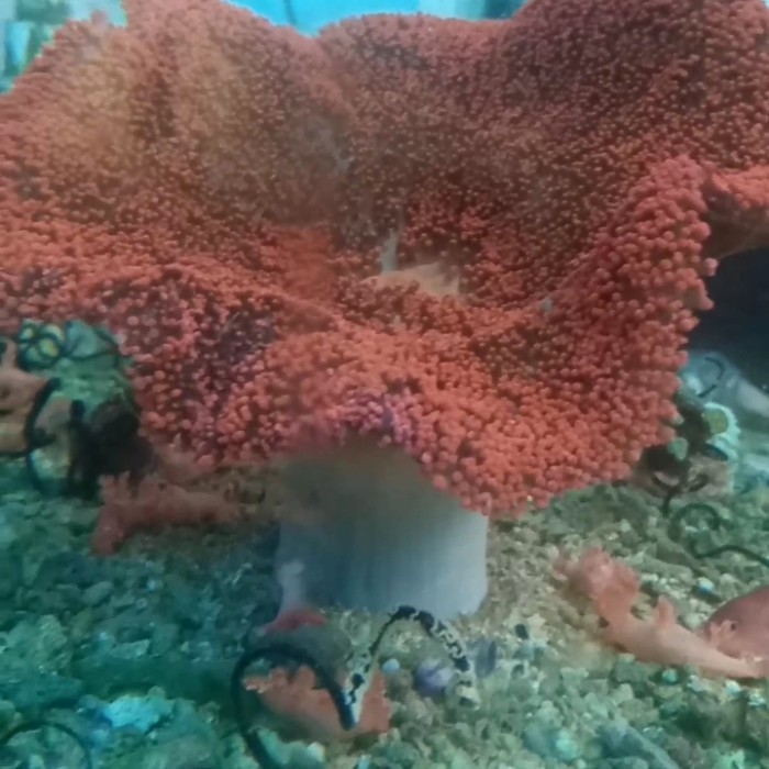 [Baru] Anemon Karpet Merah L Limited