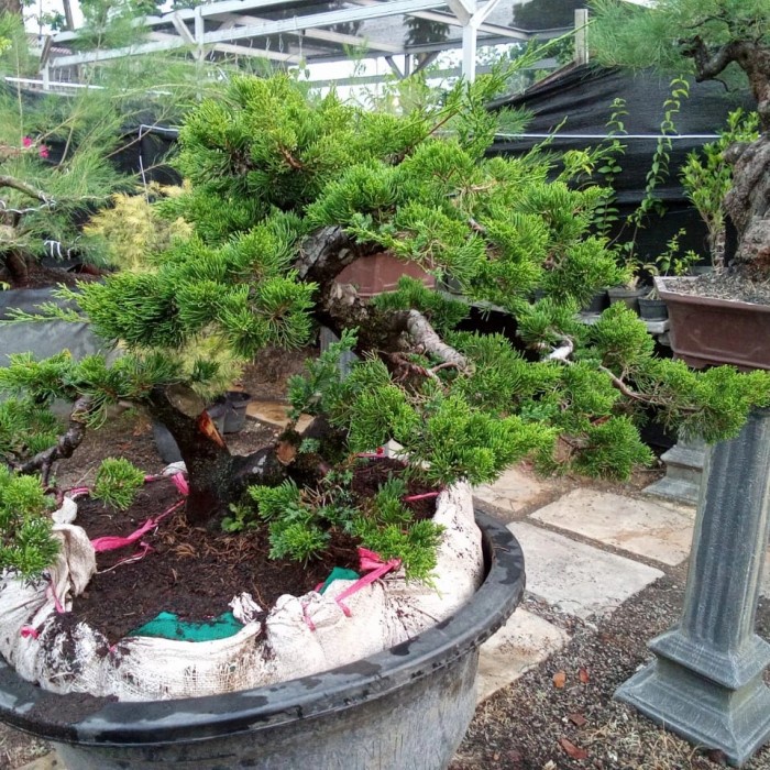 [New] Bonsai Cemara Sinensis Besar 3 Berkualitas