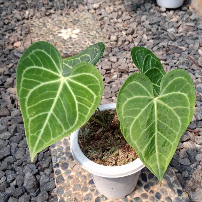 [New] Tanaman Hias Kg.Tarantula X Regale Promo Limited