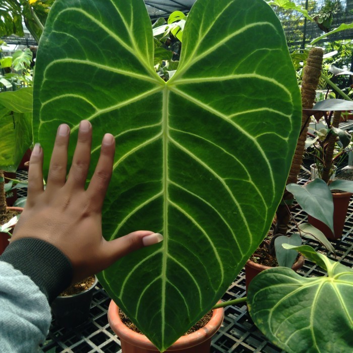 [New] Anthurium Regale Peru Asli 1 Daun Berkualitas