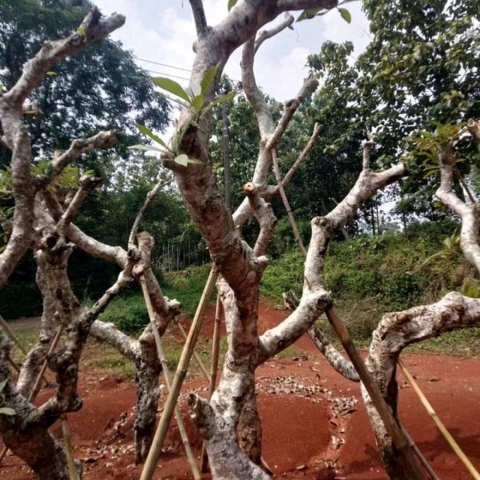 [New] Pohon Kamboja Fosil-Kamboja Fosil Terbaru