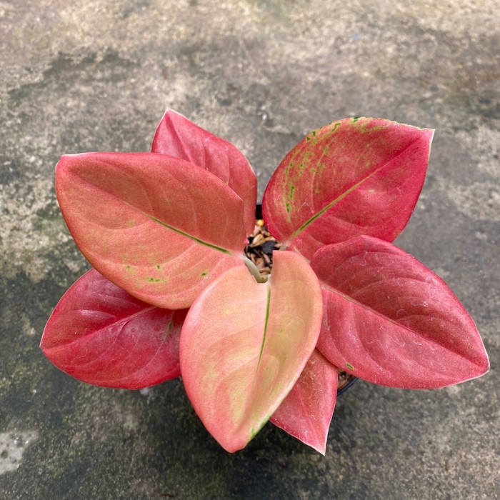 [New] Tanaman Hias Aglaonema / Aglonema Kochin Nezkia Terbaru