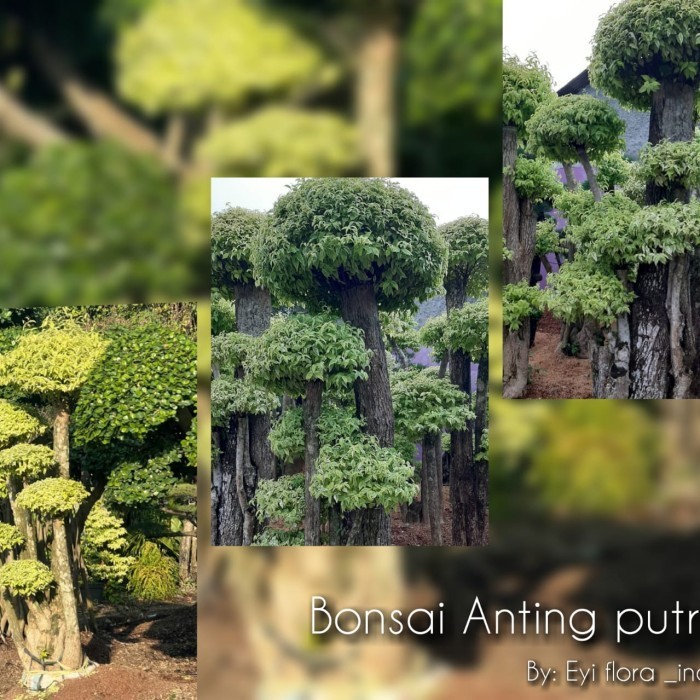 [New] Pohon Bonsai Anting Putri Besar Limited