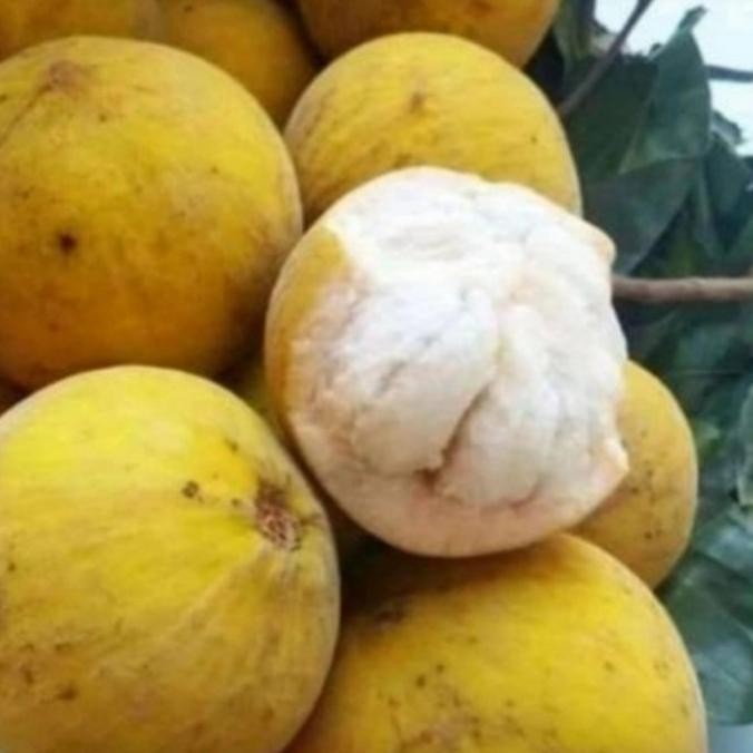Buah Kecapi Segar 1Kg Kualitas Premium