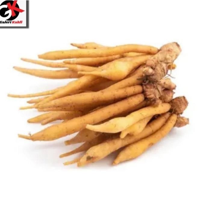

Termurah Temu Kunci Rempah Berkualitas - 100 Gram