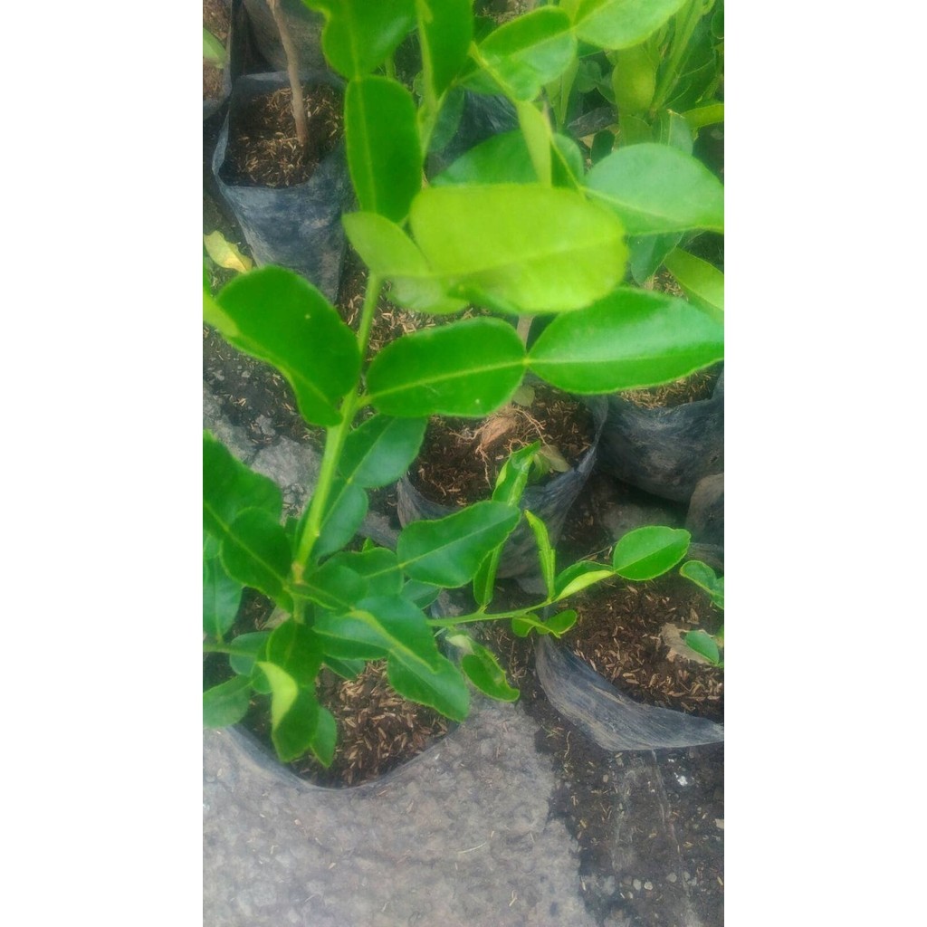 OBRAL TANAMAN Jeruk Purut / Bibit Jeruk Purut / Jeruk / Bibit