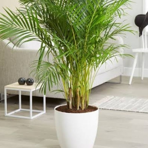 

[Baru] Tanaman Hias Palem Kuning Tinggi 2 Meter Terbatas