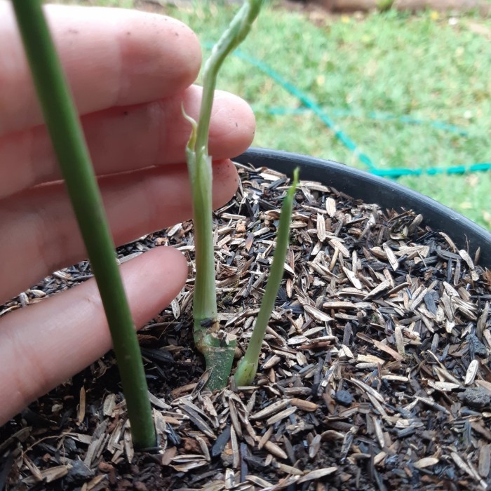 

[Baru] Amydrium Varigata Bonggolan. Tunas 2 Varigata Mewah Terbatas