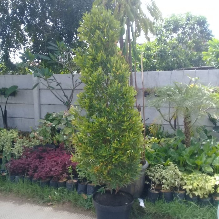 [COD] Tanaman Hias Pucuk Merah 2Meter Berkualitas