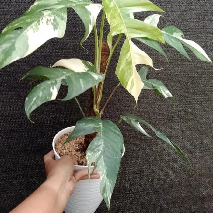 [COD] Monstera Epipremnum Pinnatum Varigata Albo Terbatas