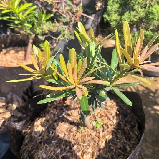 [COD] Bibit Bonsai Lohansun Pucuk Merah - Bahan Bonsai Lohansung Pucuk Merah Terbaru