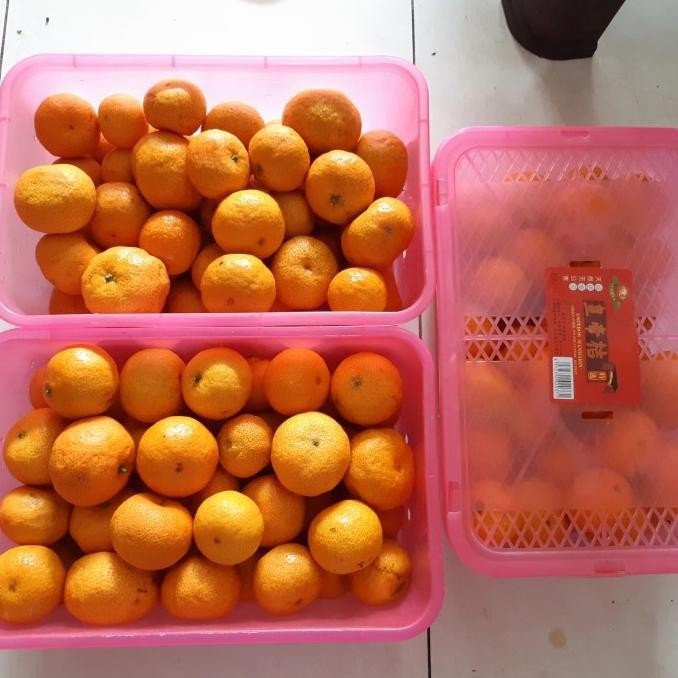 

New Termurah Gift Box 1 Kotak Jeruk Santang Birma Imlek Sinchia Hadiah Terbaik