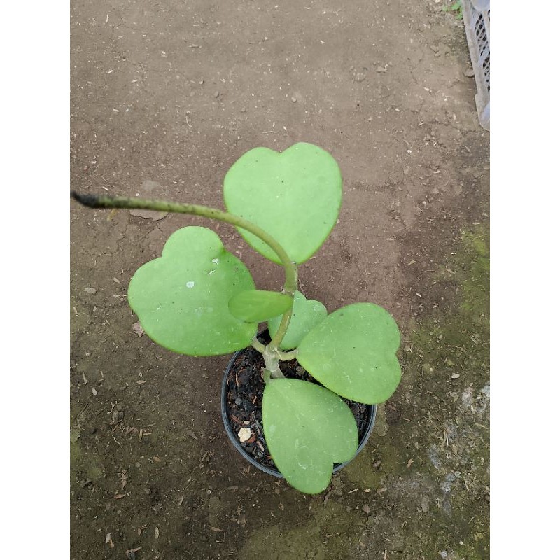 Hoya love keri cluster KAKTUS SUKULEN TANAMAN HIAS