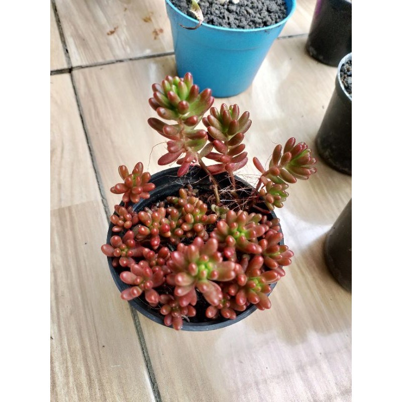 sedum jelly Bean merah cluster KAKTUS SUKULEN TANAMAN HIAS