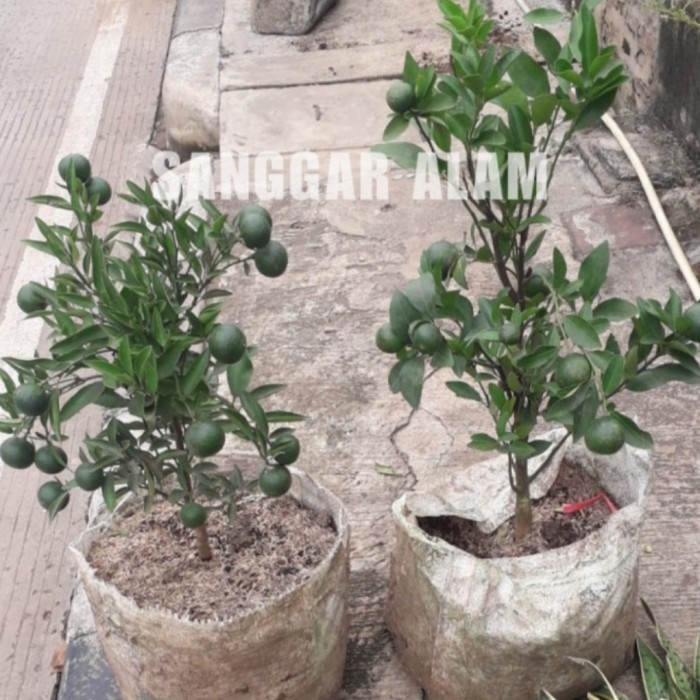 OBBRAALL TANAMAN BUAH JERUK SANTANG MADU/JERUK MANIS/BIBIT TANAMAN JERUK