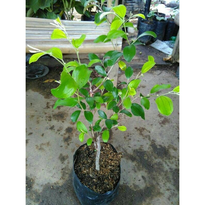 OBBRAALL Bibit Tanaman Buah Apel India/Apel Putsa