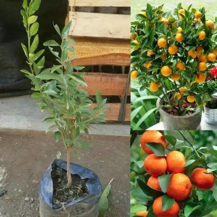 OBBRAALL Bibit Tanaman Buah Jeruk Santang Madu